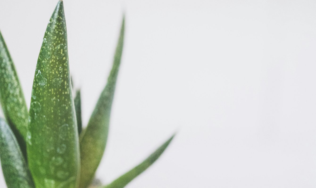 Aloe Vera Çiçeği ve Faydaları