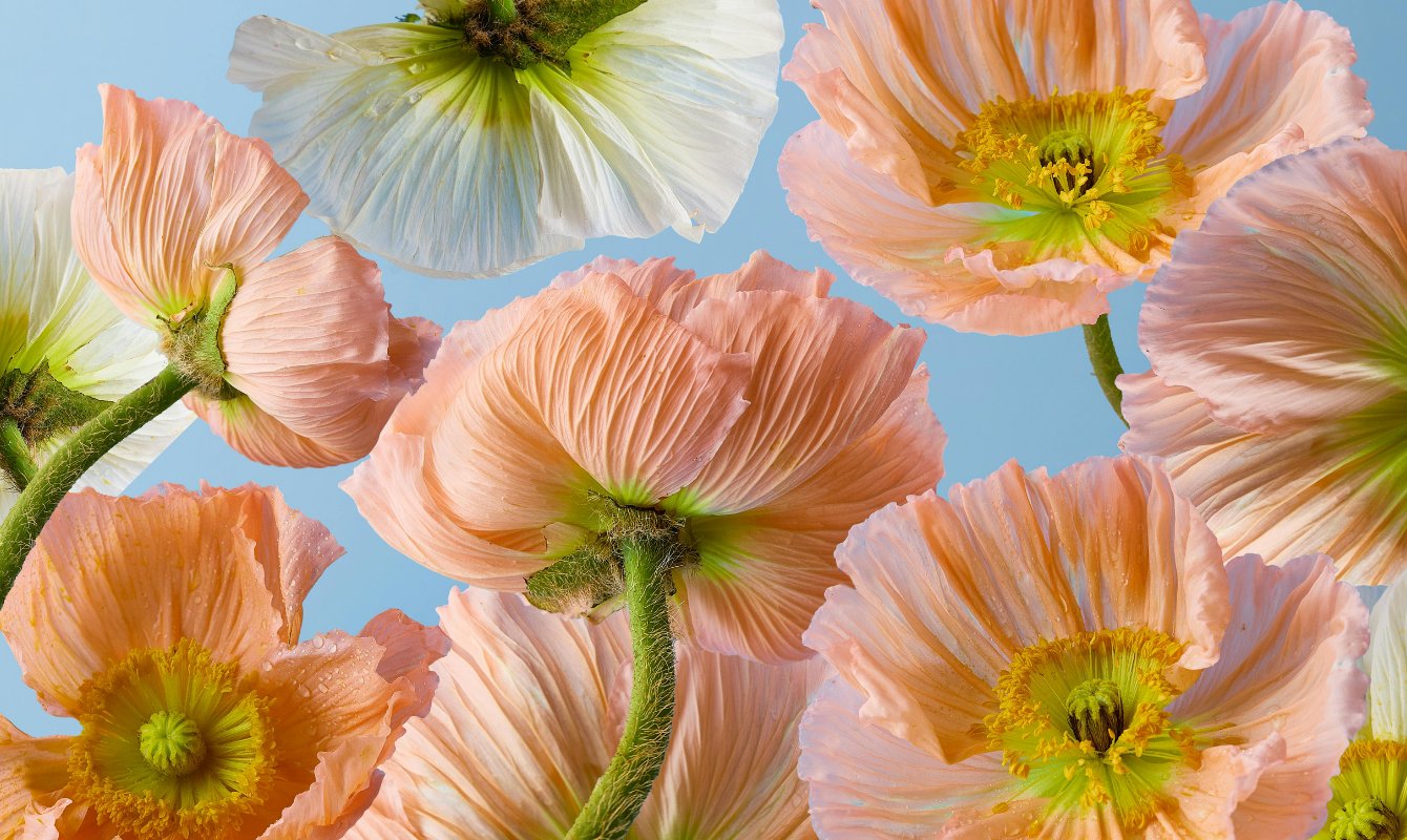 BEST FLORIST REVIEWS: THE BEST FLORISTS