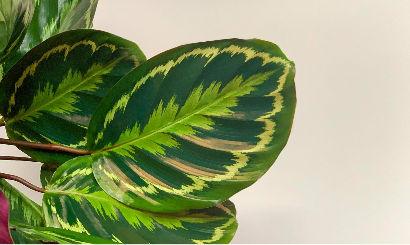 Bitki Bakımı - Calathea (Dua Çiçeği)