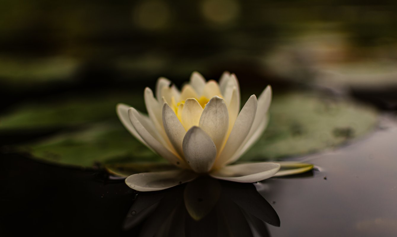 Lotus Çiçeği Anlamı