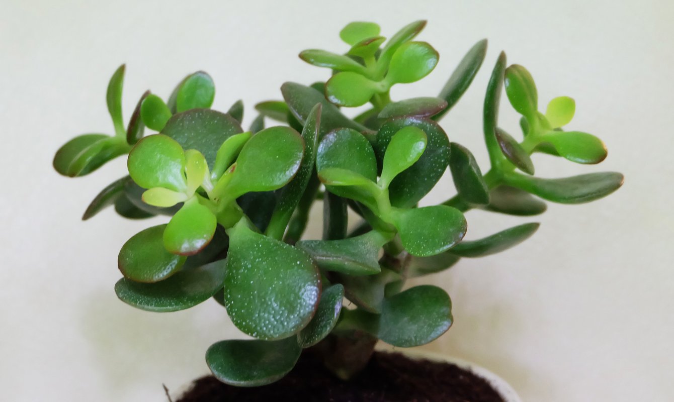 Para Çiçeği (Crassula Ovata) Bakımı–Para Çiçeği Nasıl Bakılır?