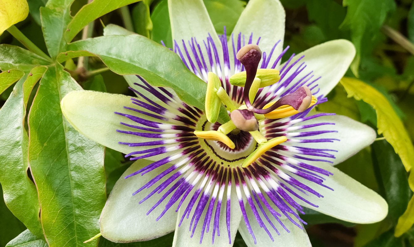 Passiflora (Çarkıfelek) Bitkisi Nedir? Faydaları Nelerdir?