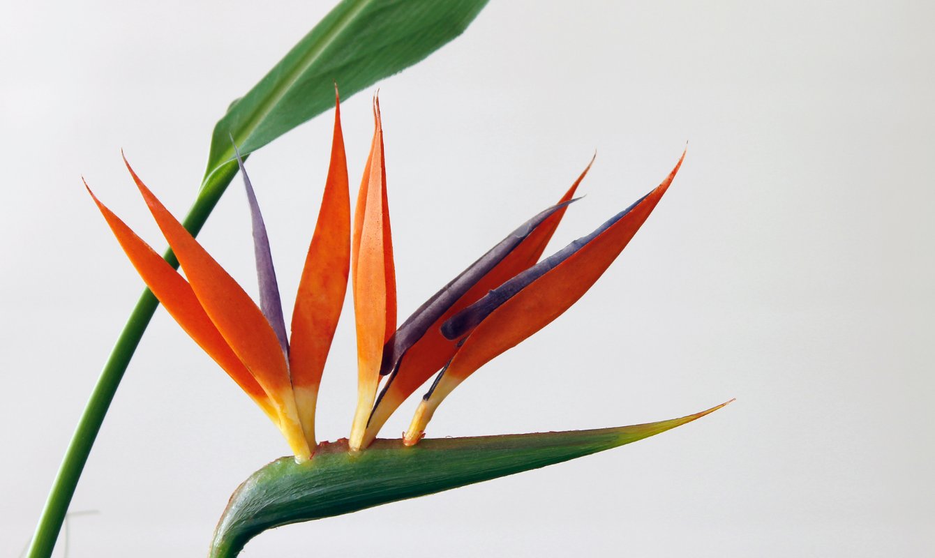 Starliçe (Strelitzia) Çiçeği Bakımı ve Çoğaltılması