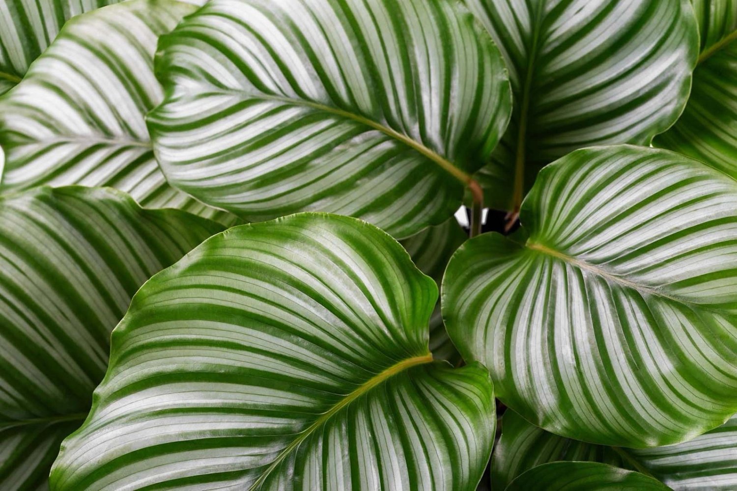Dua Çiçeği (Calathea)