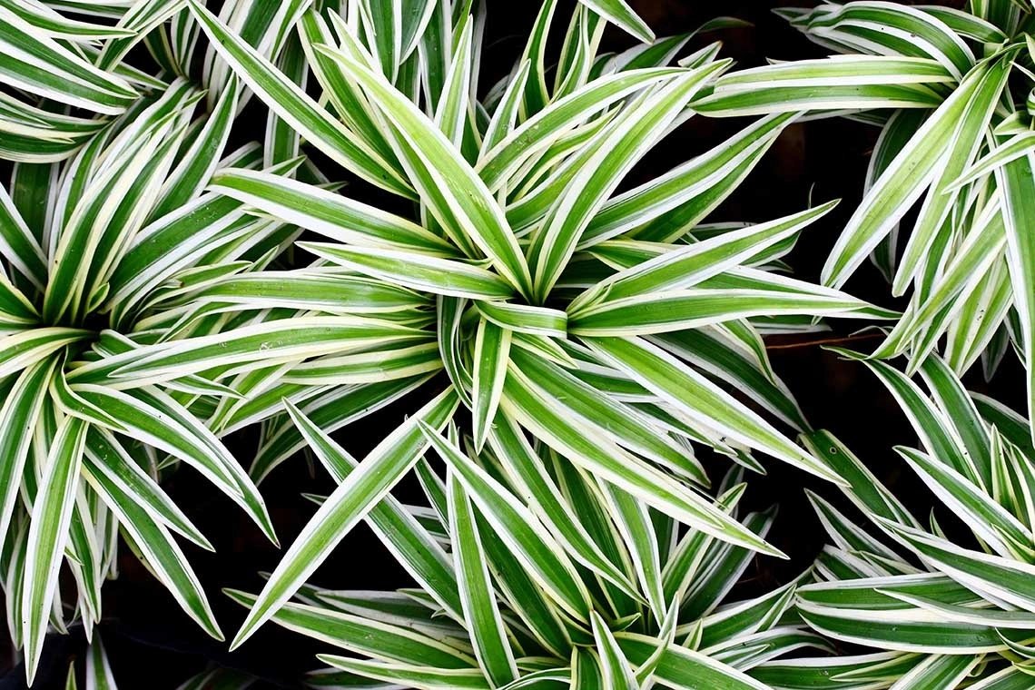 Kurdele Çiçeği (Chlorophytum Comosum)