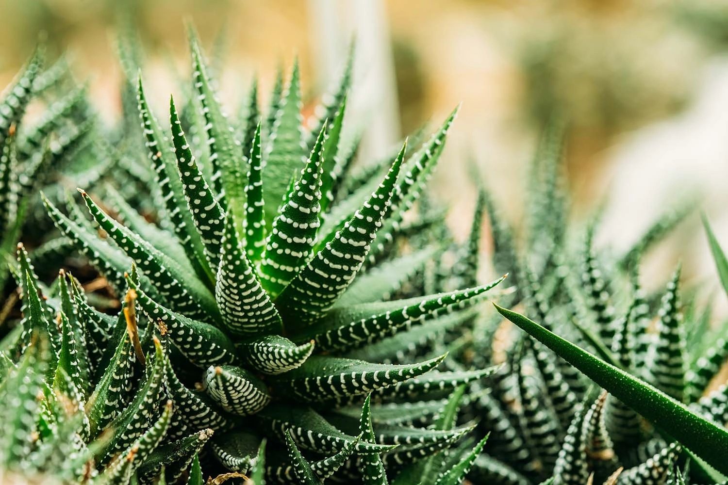 Haworthia (Haworthia Limifolia)
