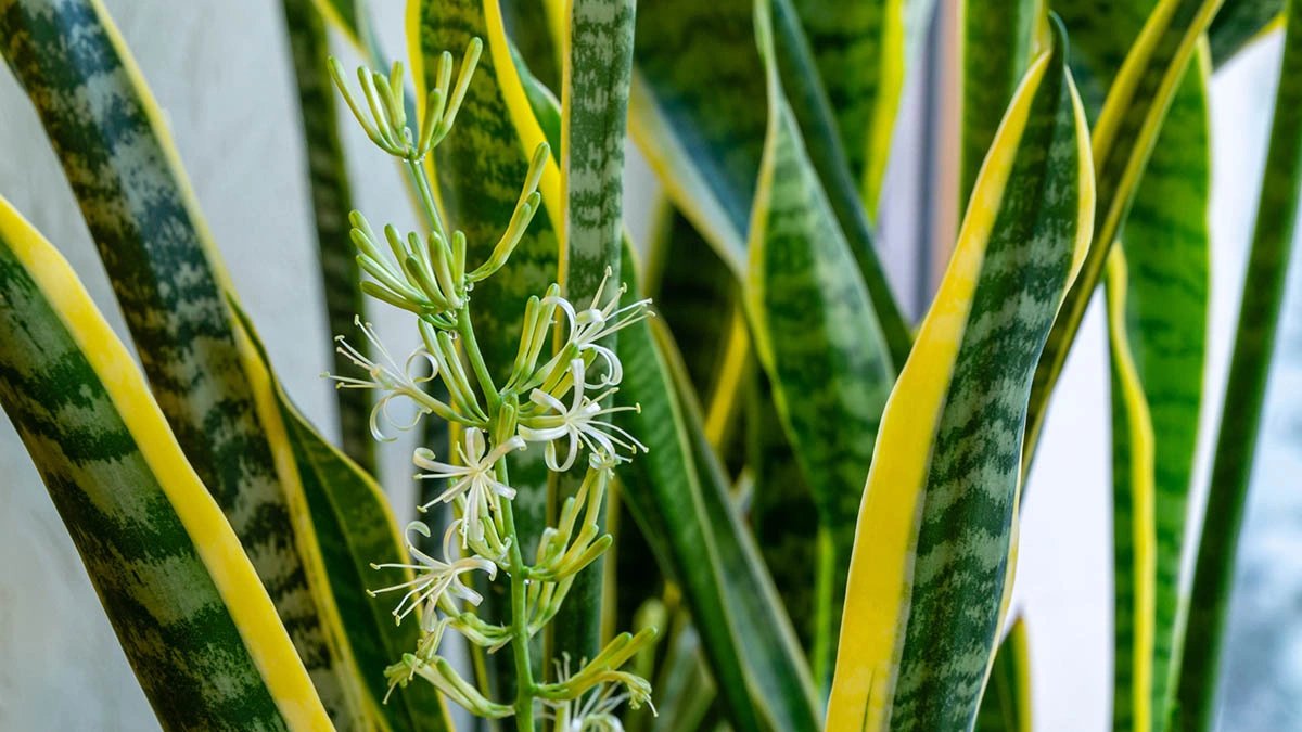 Paşa Kılıcı (Sansevieria)