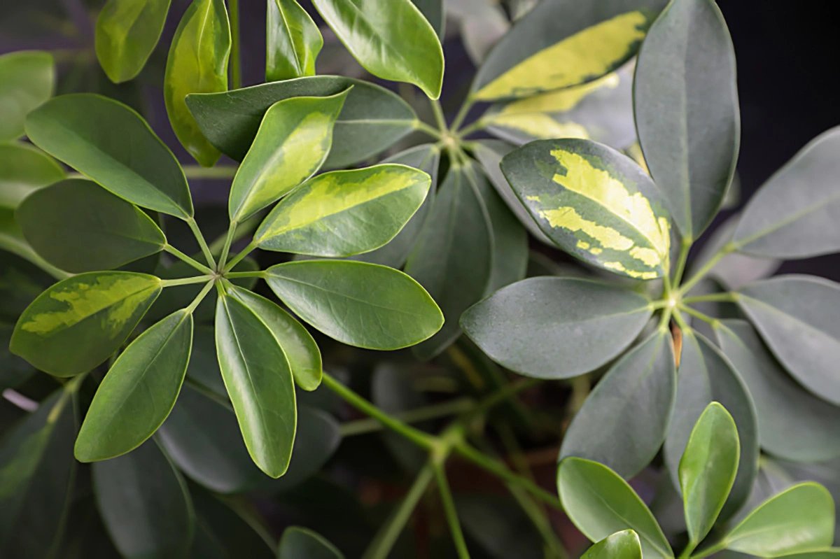 Şeflera Çiçeği (Schefflera)