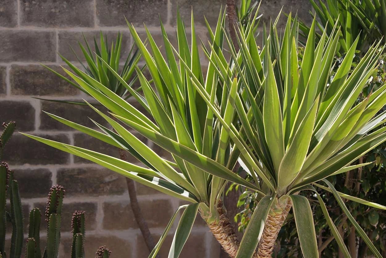 Yuka Çiçeği (Yucca Elephantipes)