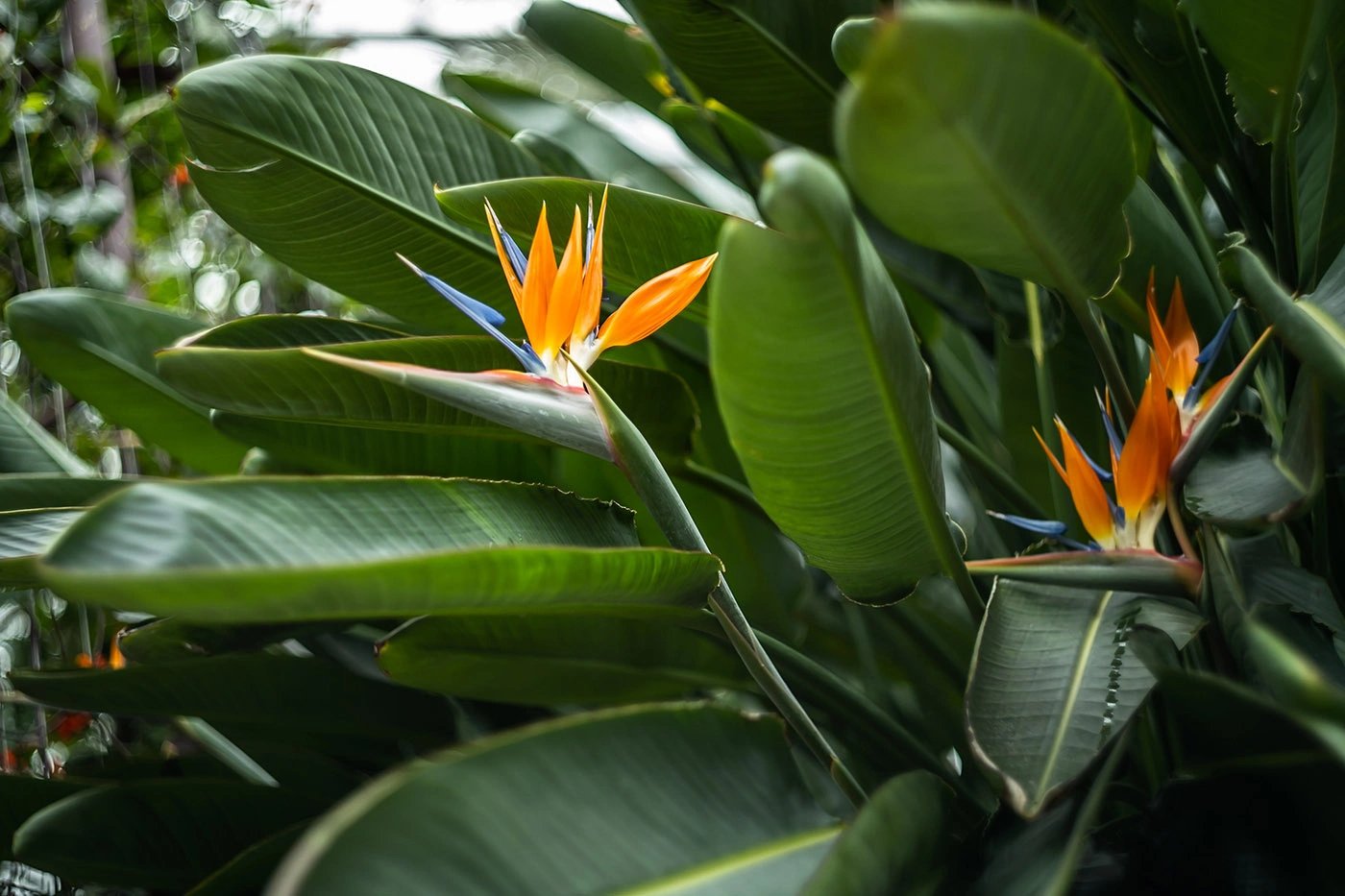 Cennet Kuşu (Strelitzia Nicolai)