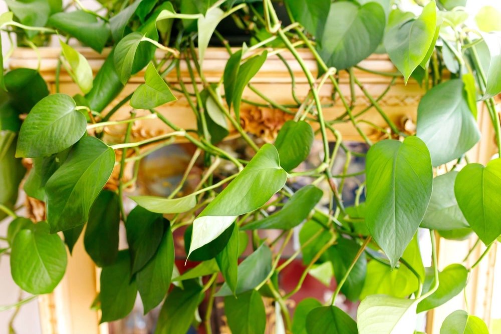 Salon Sarmaşığı (Pothos)