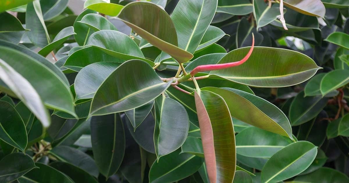 Kauçuk Ağacı (Ficus Elastica)