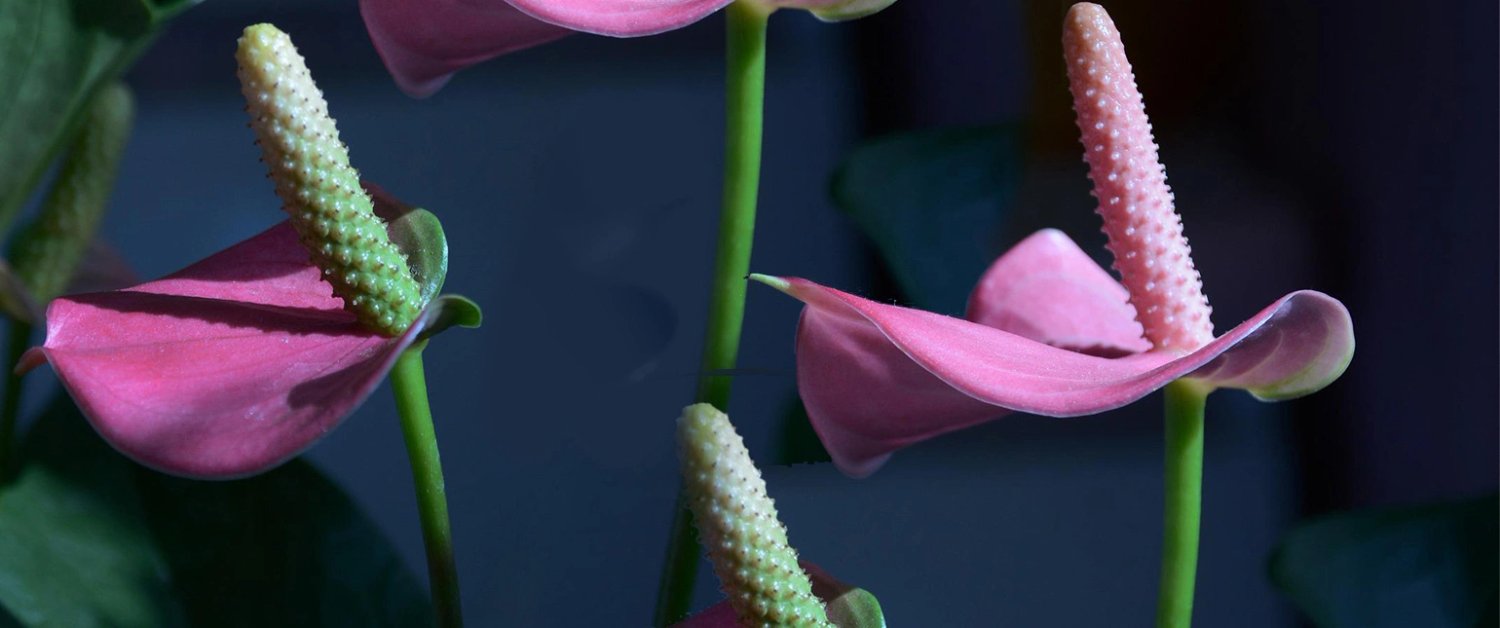Antoryum Çiçeği (Anthurium)