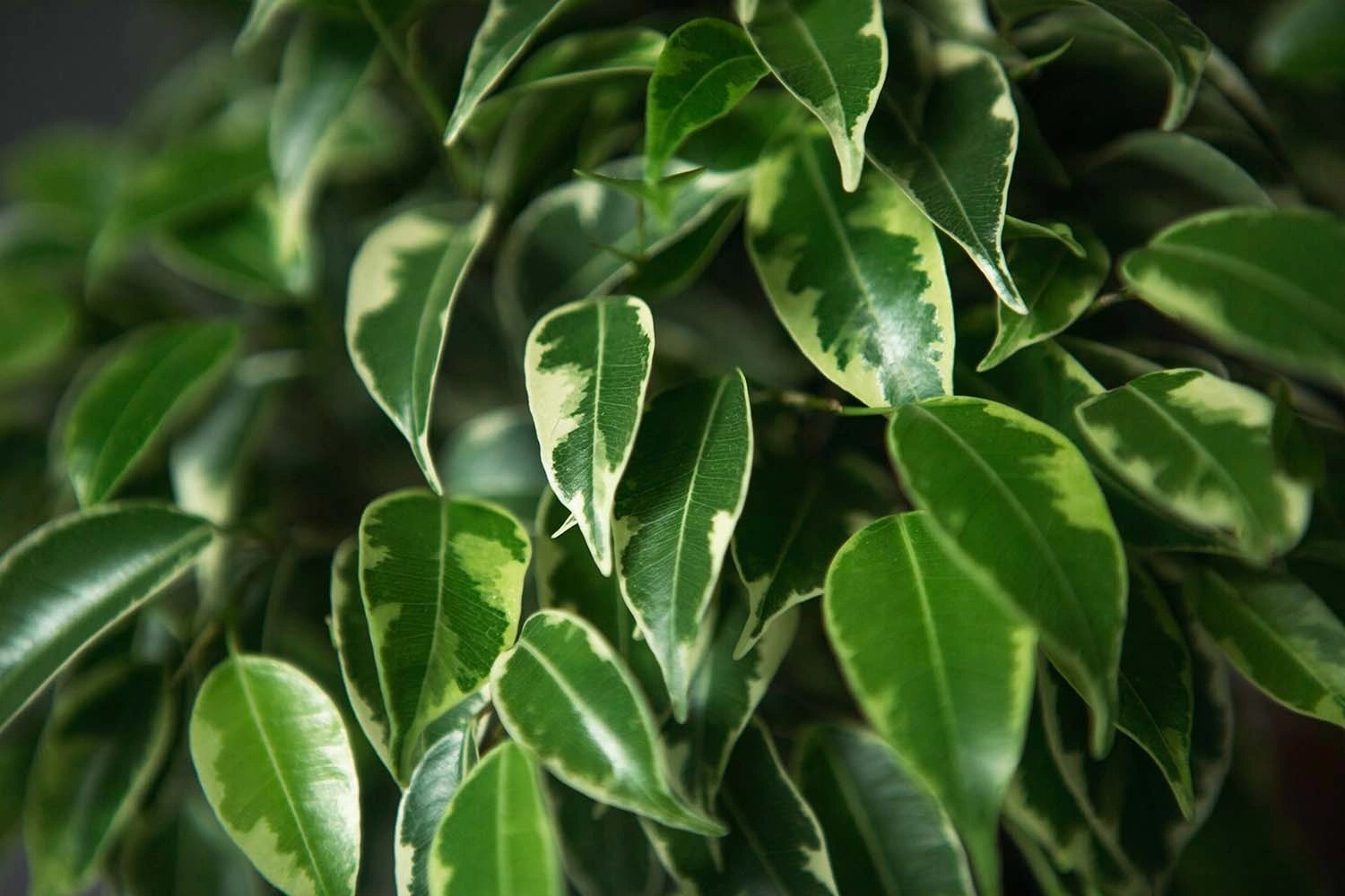 Benjamin Bitkisi (Ficus Benjamina)