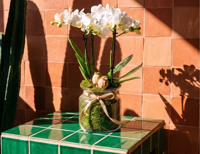 collection-img