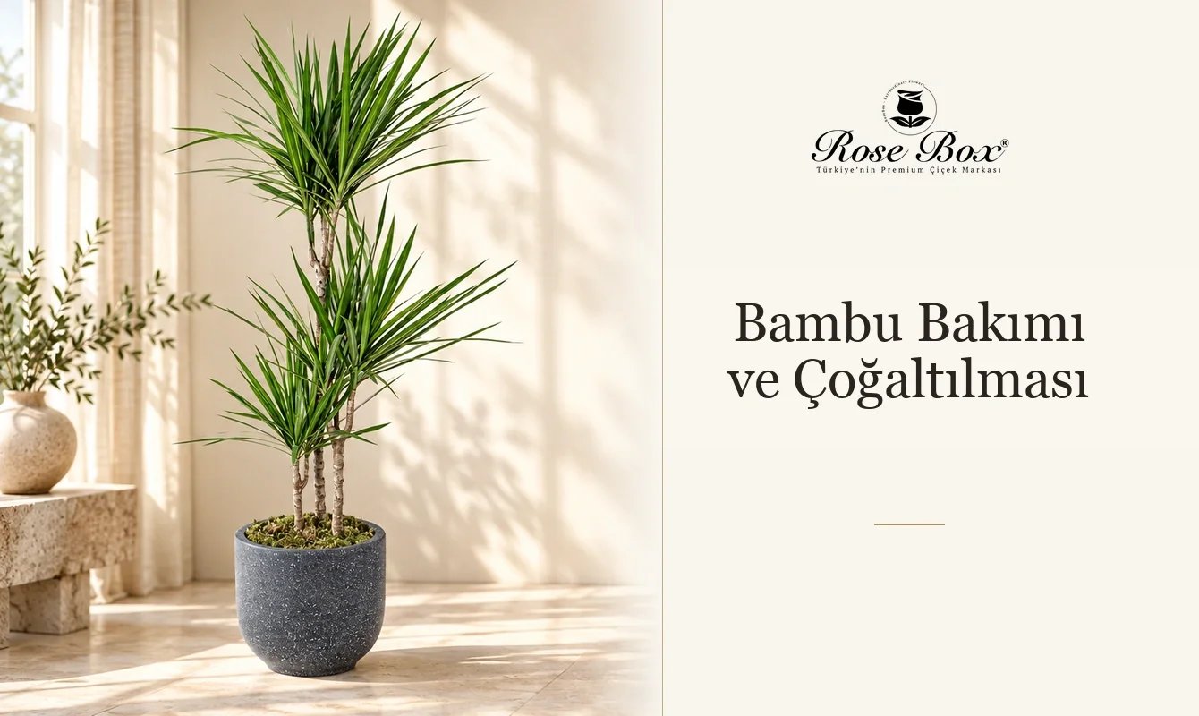 Bambu Bakımı
