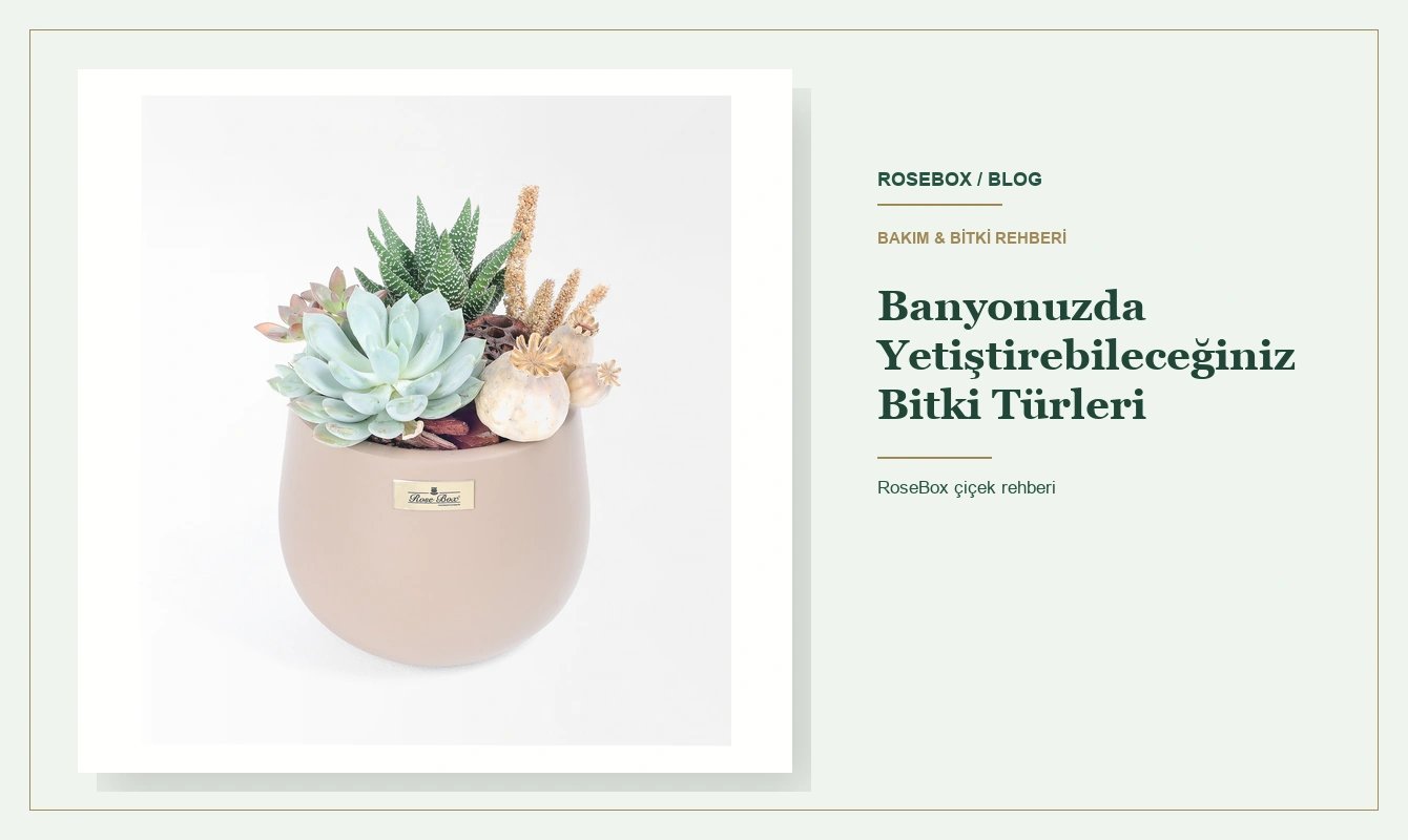 Banyoda Yetiştirilebilecek Bitkiler: Işığa Göre 4 Tür