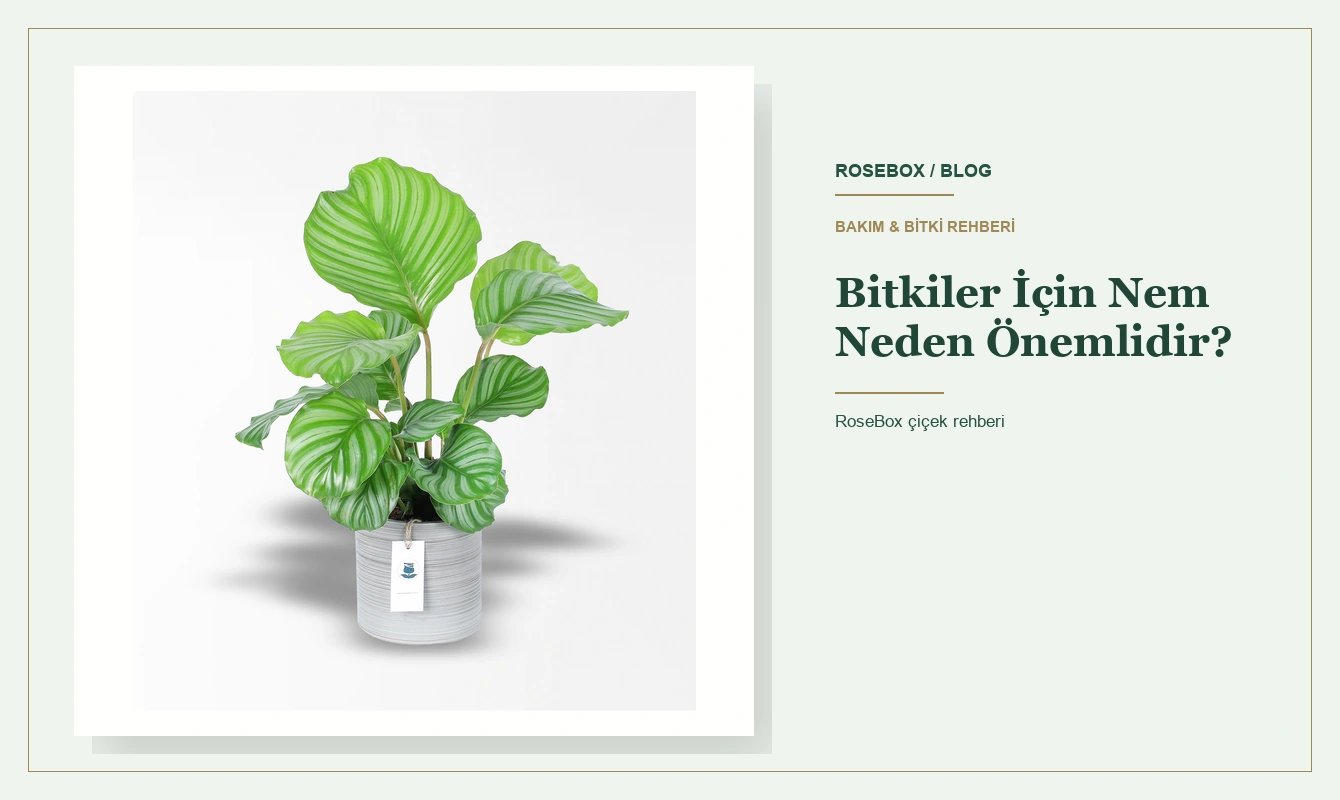 Bitkiler İçin Nem Neden Önemlidir?