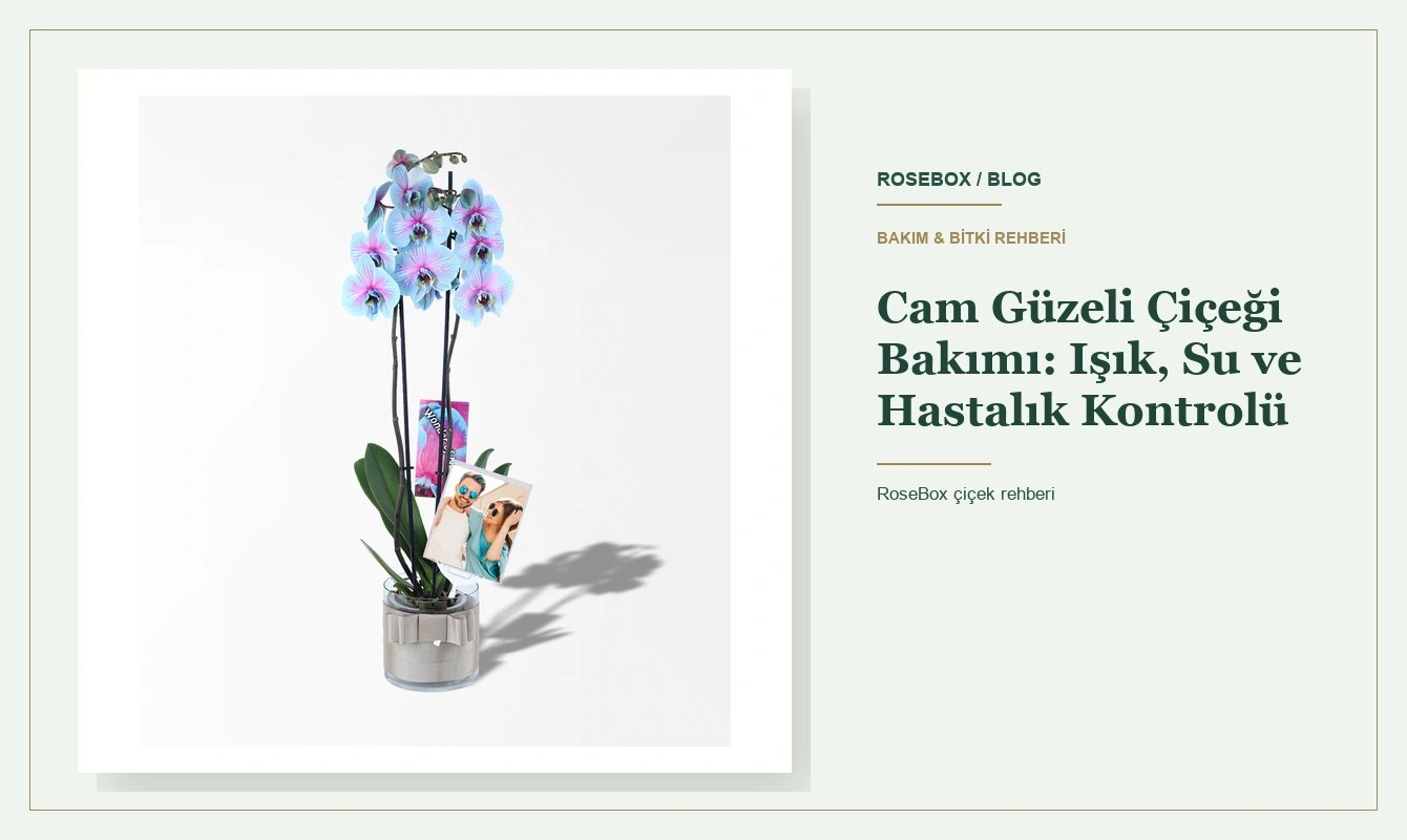 Cam Güzeli Çiçeği Bakımı: Işık, Su ve Hastalık Kontrolü
