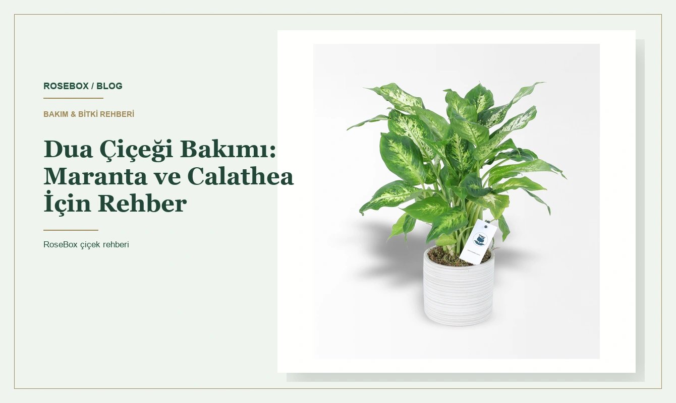 Dua Çiçeği Bakımı: Maranta ve Calathea İçin Rehber