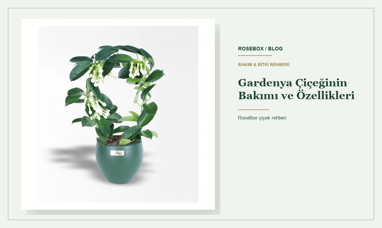 Gardenya Çiçeğinin Bakımı ve Özellikleri
