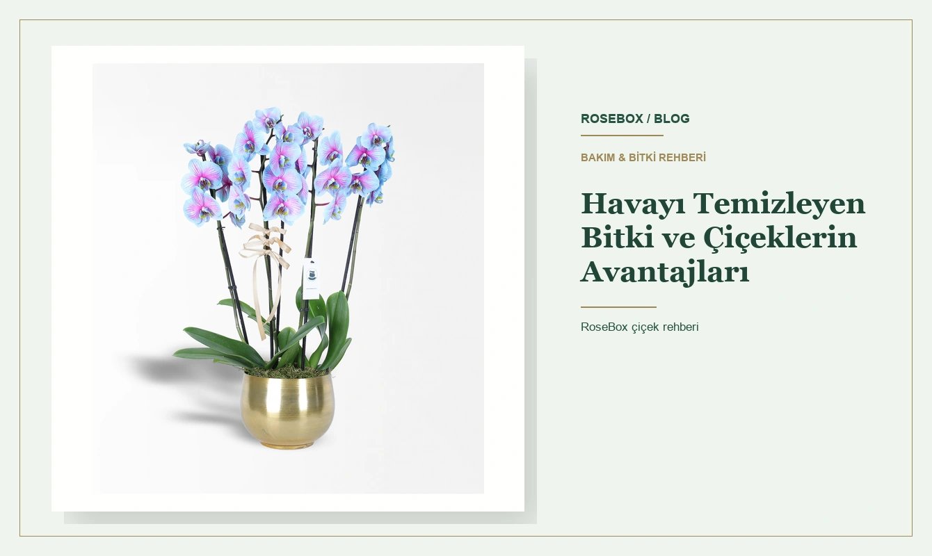 Havayı Temizleyen Bitki ve Çiçeklerin Avantajları