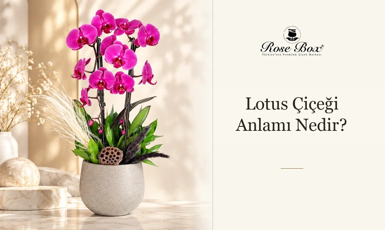 Lotus Çiçeği Anlamı