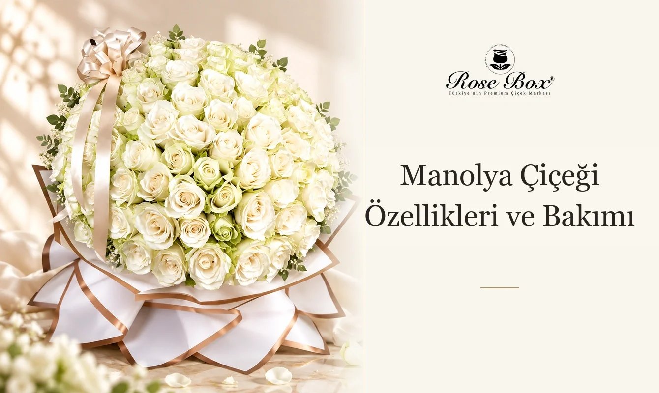 Manolya Çiçeği