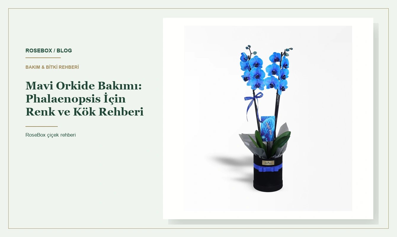Mavi Orkide Bakımı: Phalaenopsis İçin Renk ve Kök Rehberi