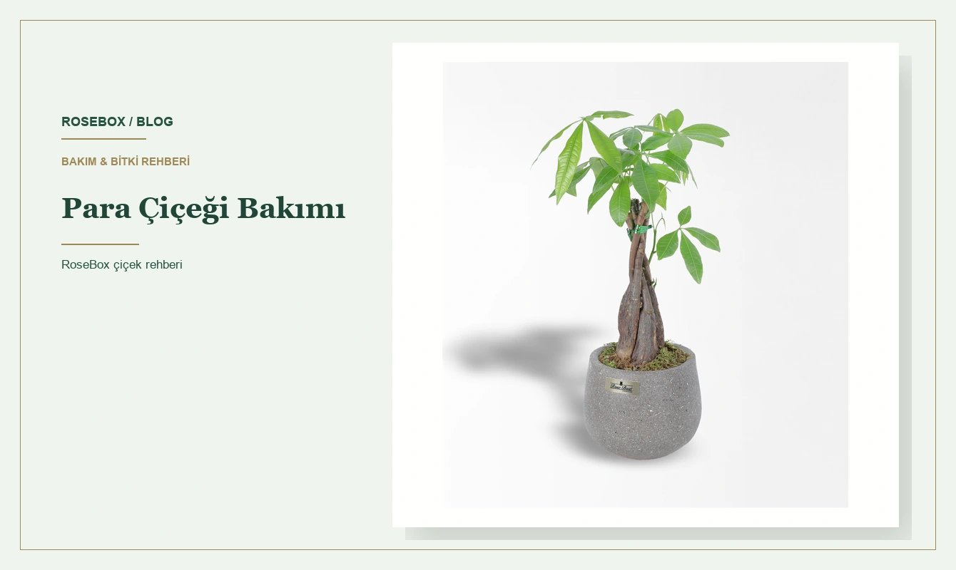 Para Çiçeği Bakımı