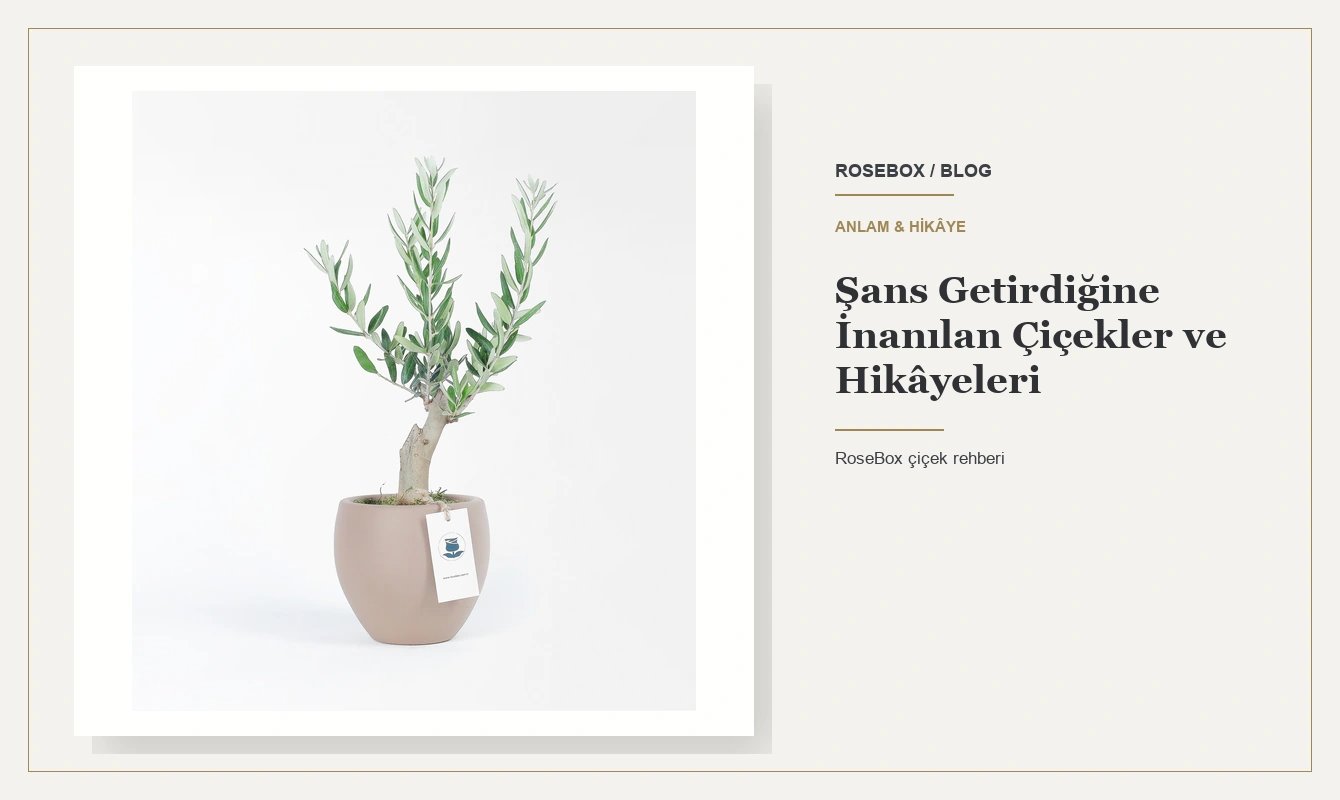 Şans Getirdiğine İnanılan Çiçekler ve Hikâyeleri