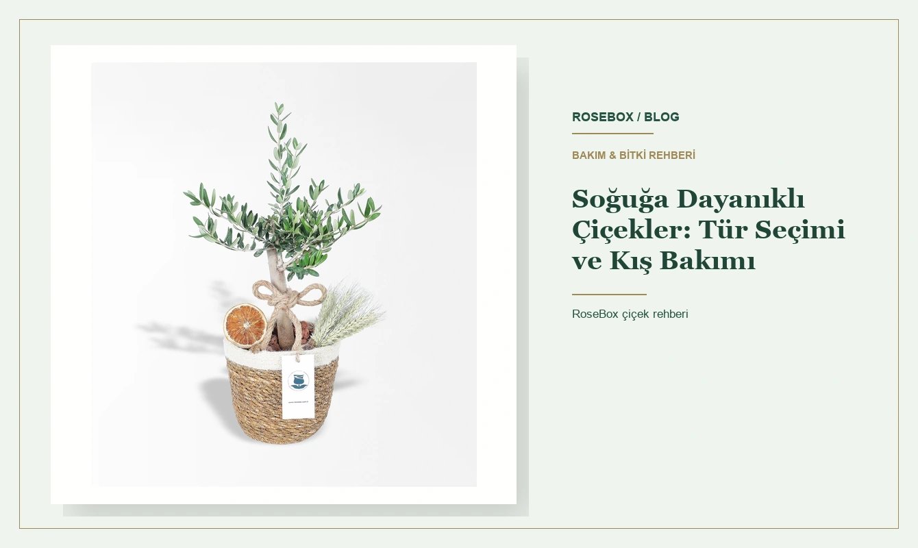Soğuğa Dayanıklı Çiçekler: Tür Seçimi ve Kış Bakımı