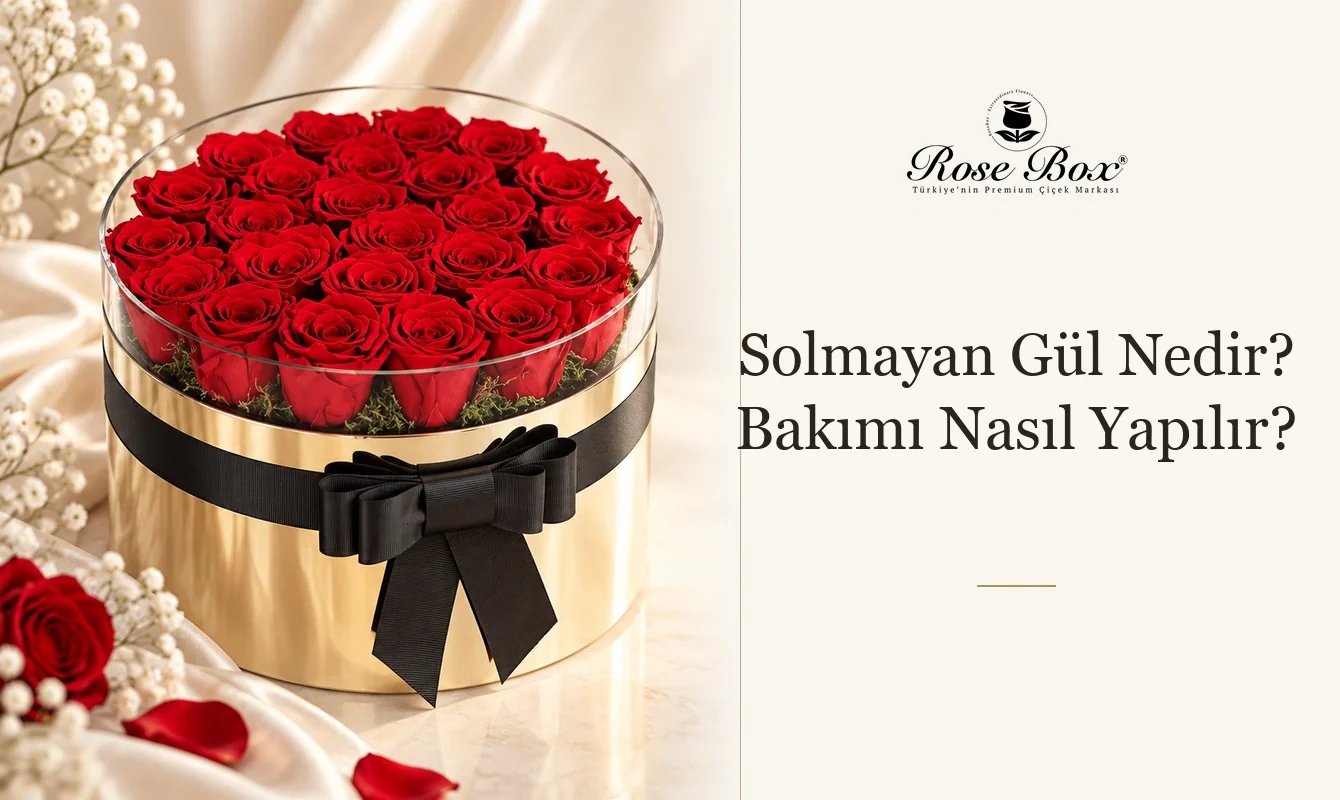 Solmayan Gül Nedir?