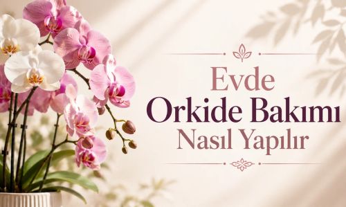 Evde Orkide Bakımı Nasıl Yapılır?