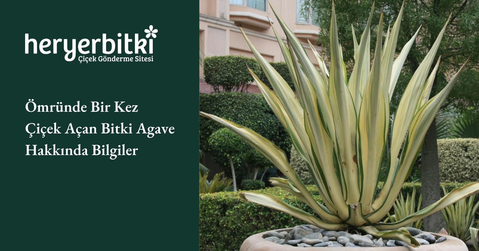 Agave Bitkisi: mrnde Bir Kez iek Aan Bitki | Heryerbitki