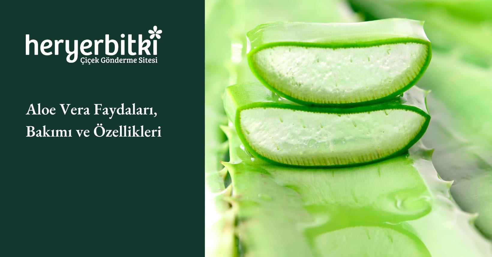 aloe vera gel welches ist das beste Buy Best Aloe Vera Gel in Pakistan for Long Hair and Glowing Skin – Orior  Cosmetics main image 0