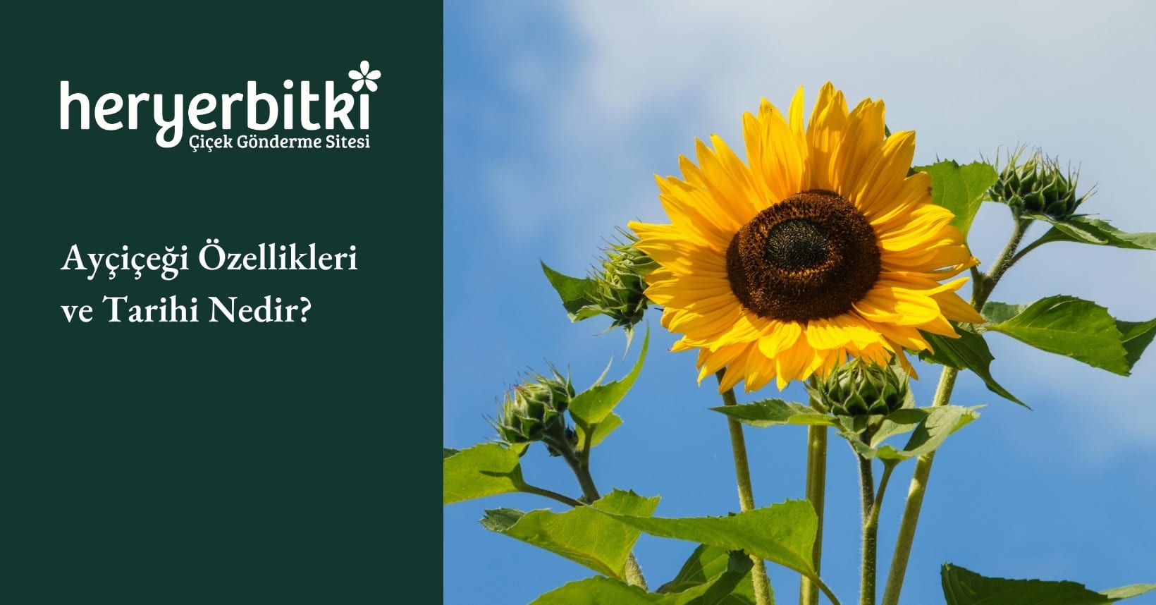 Ryada iek Grmek Ne Anlama Gelir? | Heryerbitki