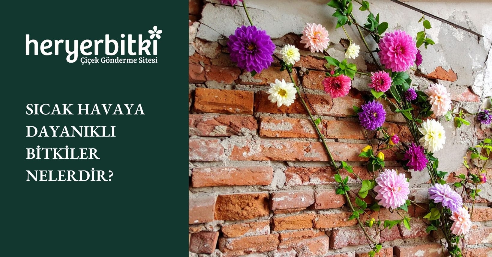 Sıcak Havaya Dayanıklı Bitkiler - Heryerbitki