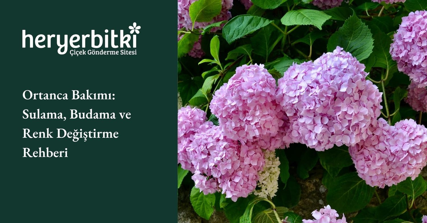 Ortanca (Hydrangea) Bakımı: Sulama, Budama, Renk Değiştirme Rehberi (2026)