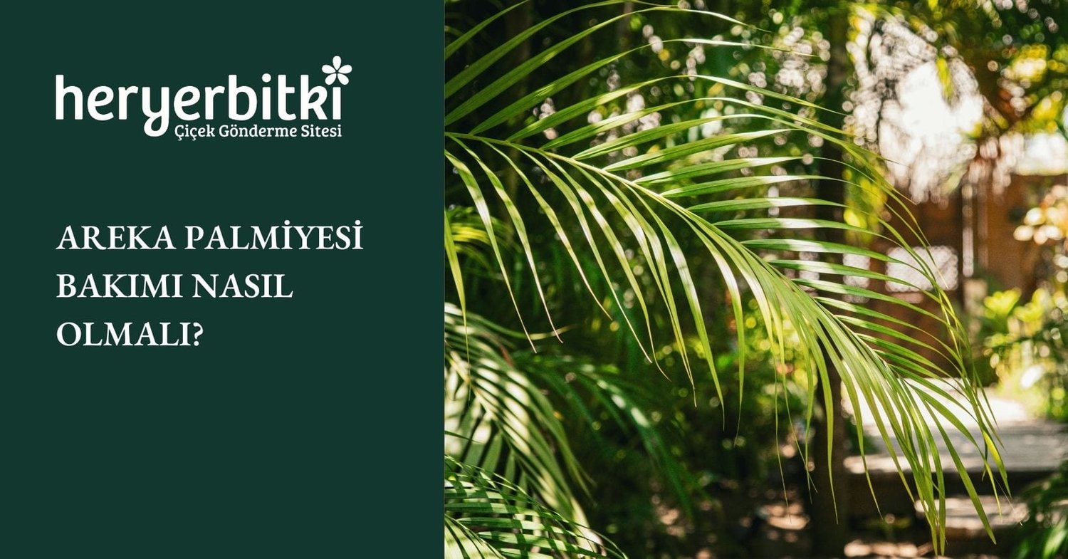 AREKA PALMİYESİ BAKIMI NASIL OLMALI?