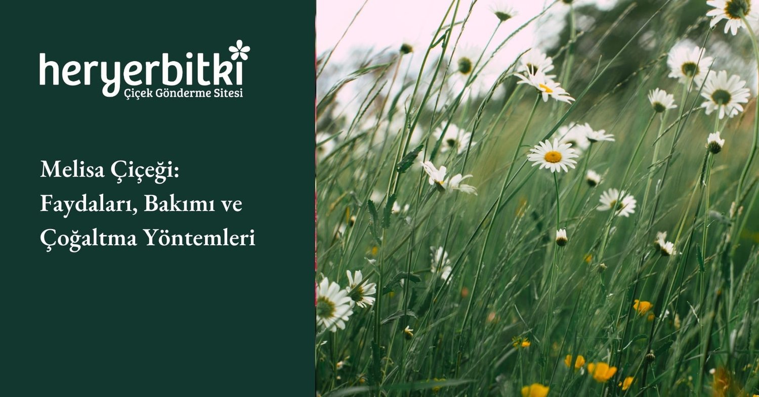 Melisa Çiçeği: Faydaları, Bakımı ve Çoğaltma Yöntemleri