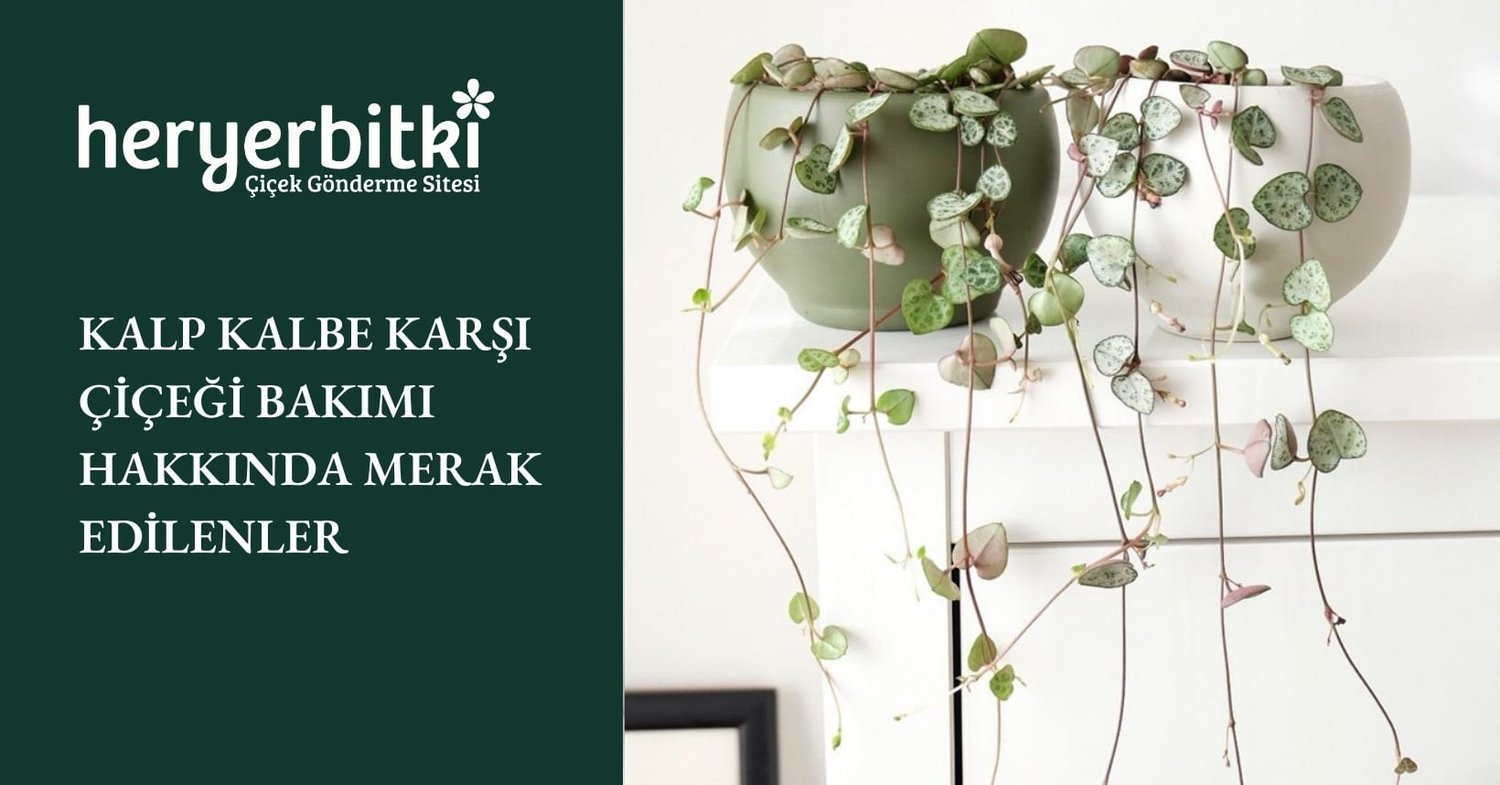 KALP KALBE KARŞI ÇİÇEĞİ BAKIMI HAKKINDA MERAK EDİLENLER