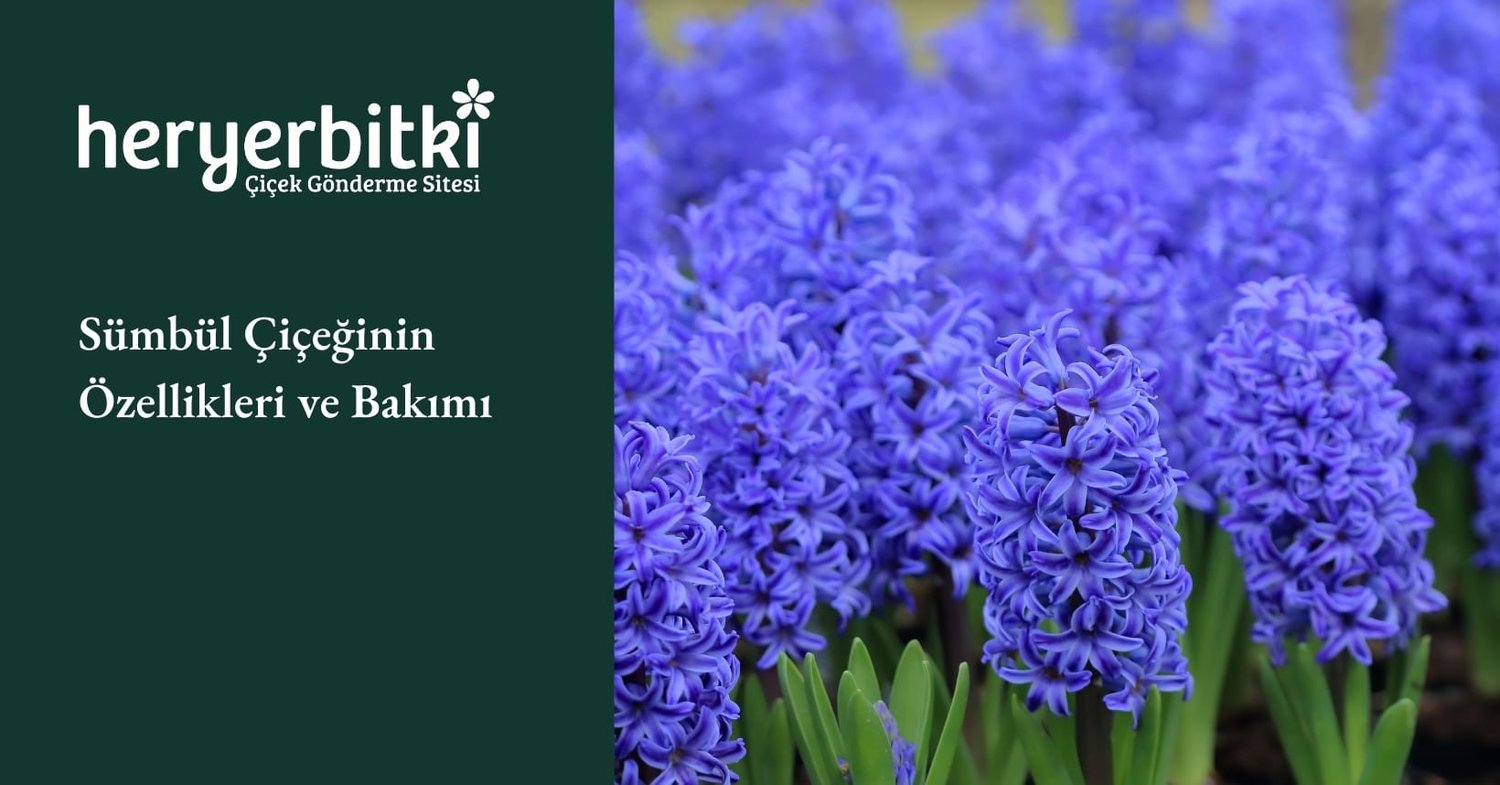 Sümbül Çiçeğinin Özellikleri ve Bakımı