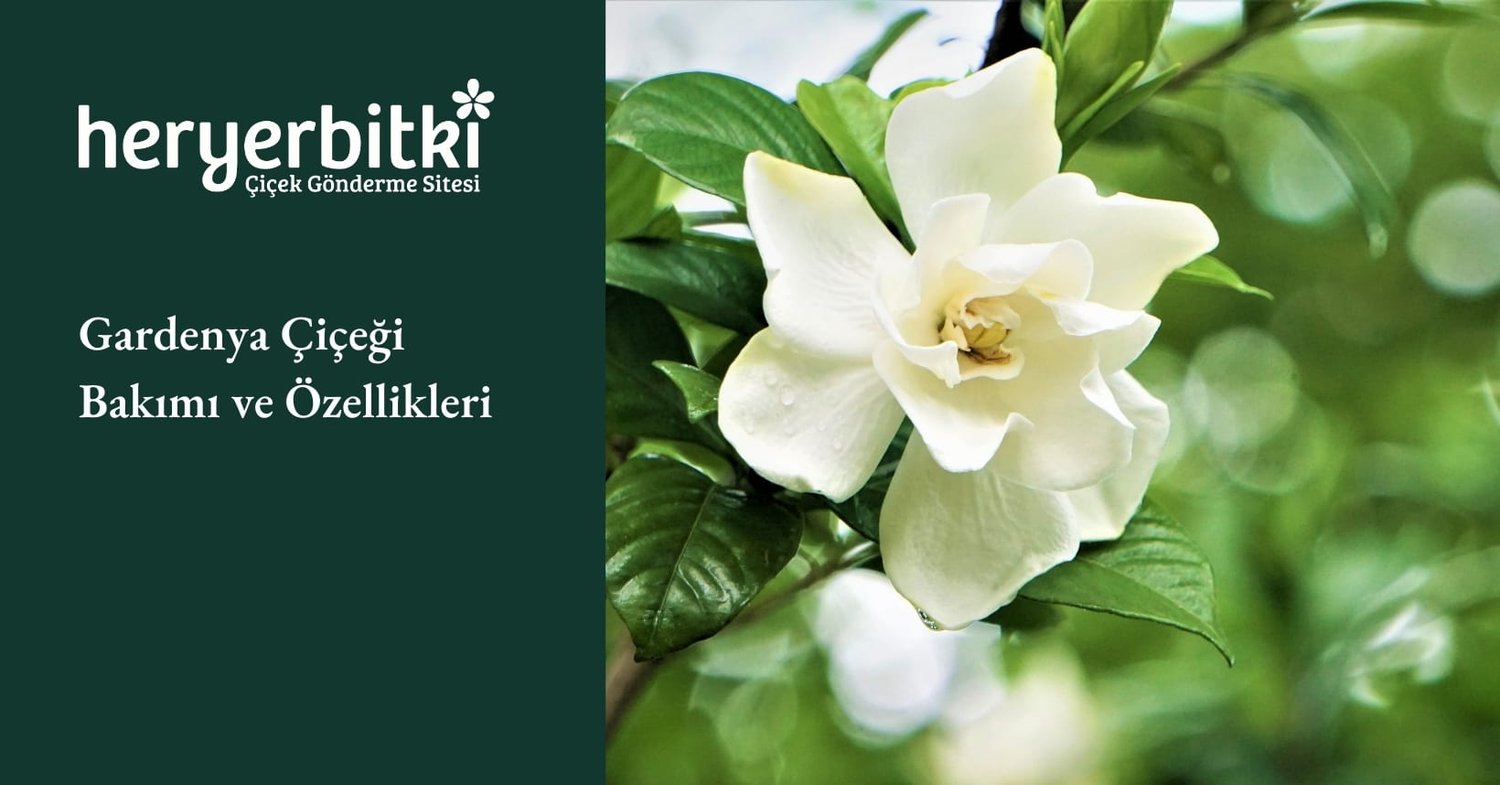 Gardenya Çiçeği Bakımı ve Özellikleri