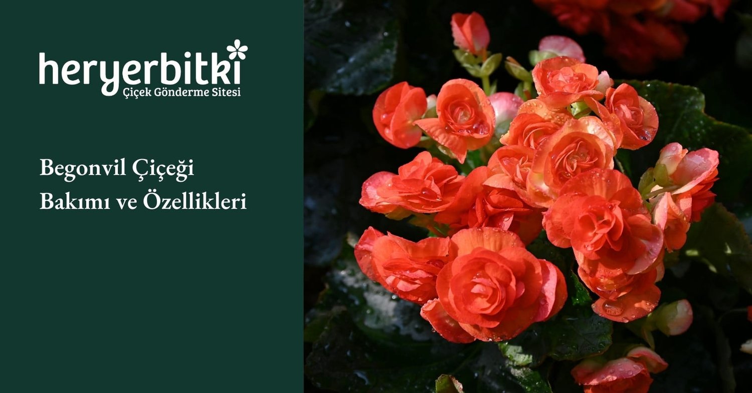 Begonvil Çiçeği Bakımı ve Özellikleri