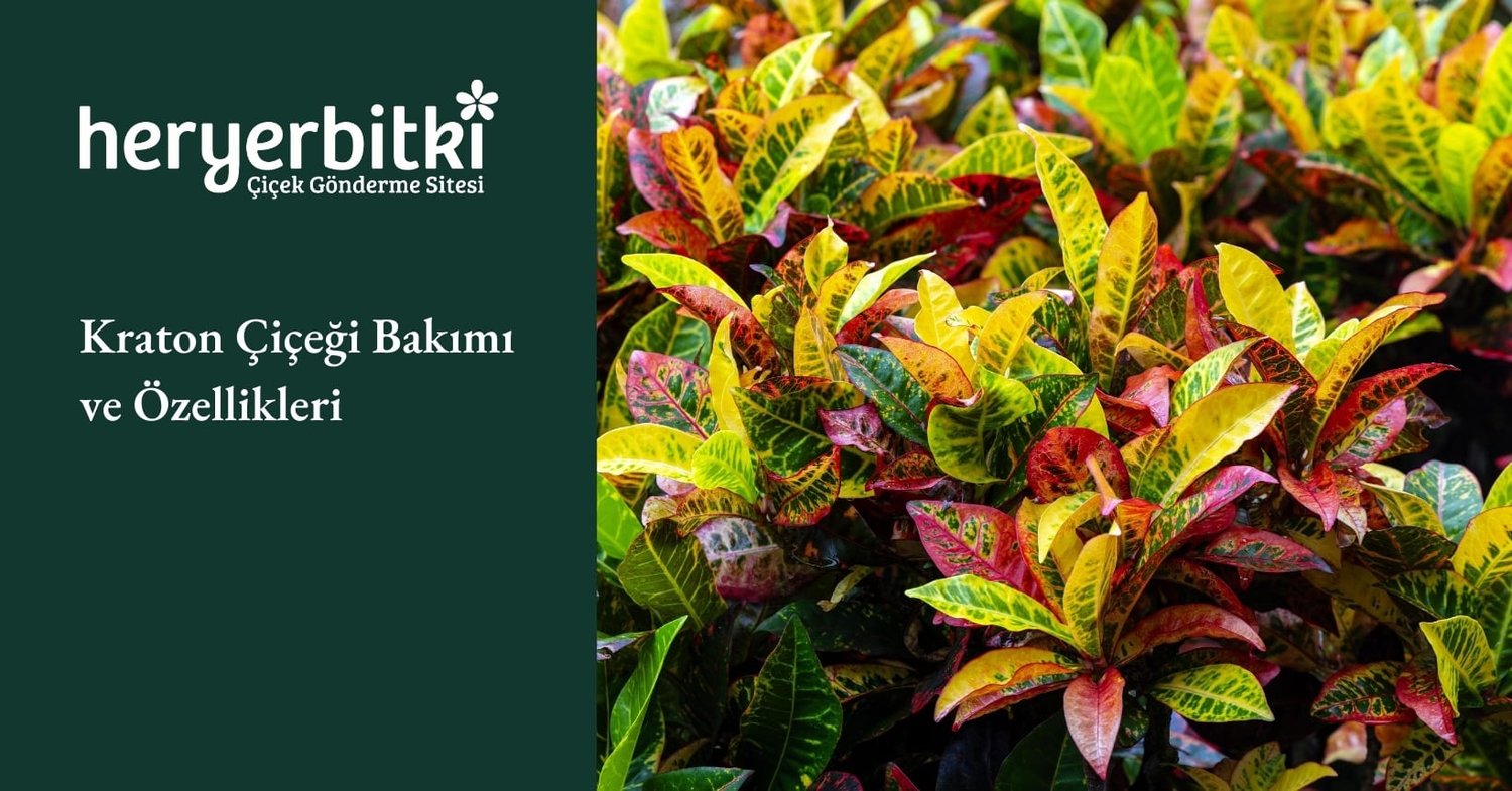 Kraton Çiçeği Bakımı ve Özellikleri