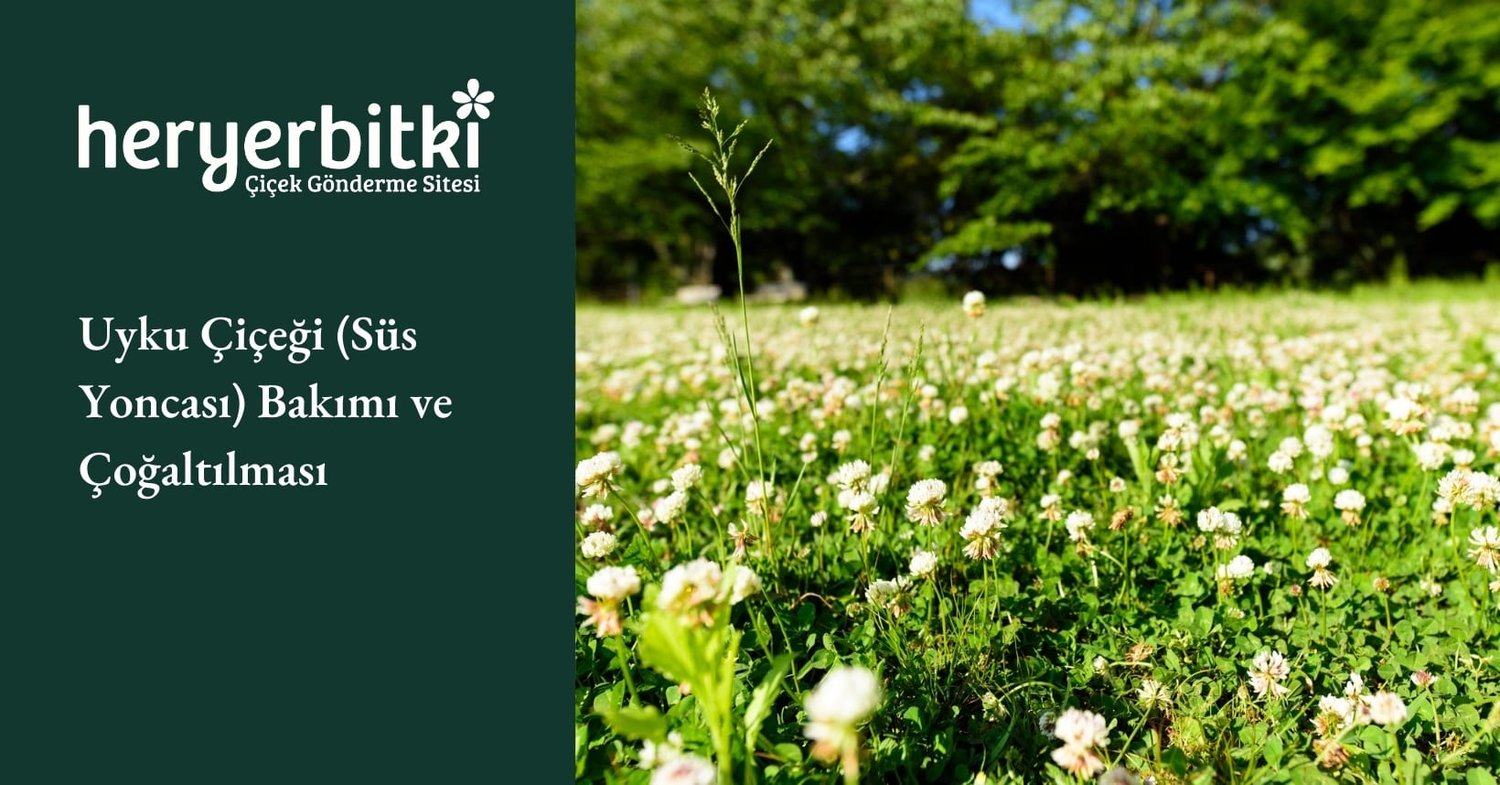 Uyku Çiçeği (Süs Yoncası) Bakımı ve Çoğaltılması