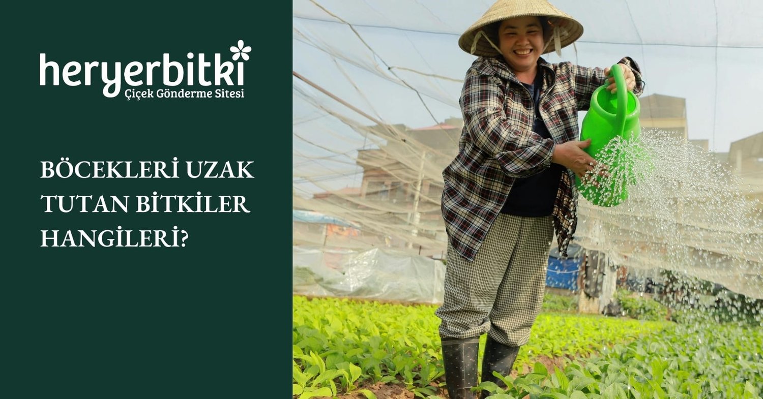 BÖCEKLERİ UZAK TUTAN BİTKİLER HANGİLERİ?