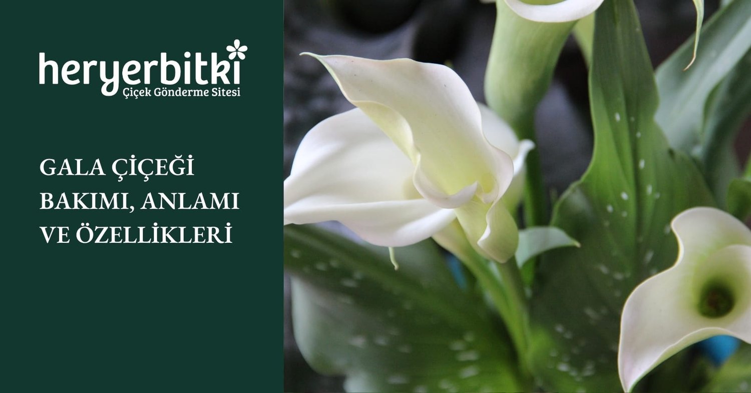 GALA ÇİÇEĞİ BAKIMI, ANLAMI VE ÖZELLİKLERİ