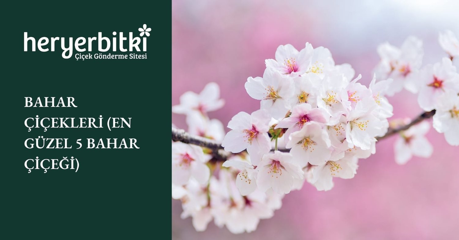 BAHAR ÇİÇEKLERİ (EN GÜZEL 5 BAHAR ÇİÇEĞİ)